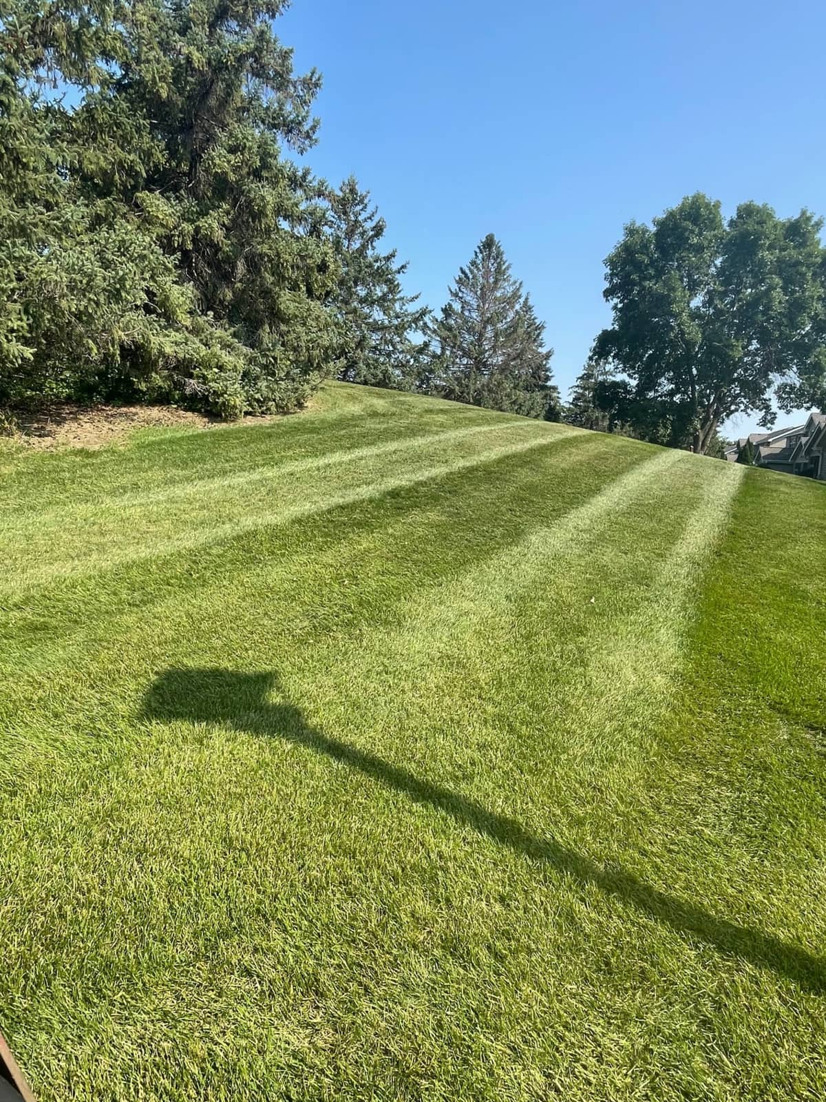 Healthy striped Liberty lawn after fertilization program