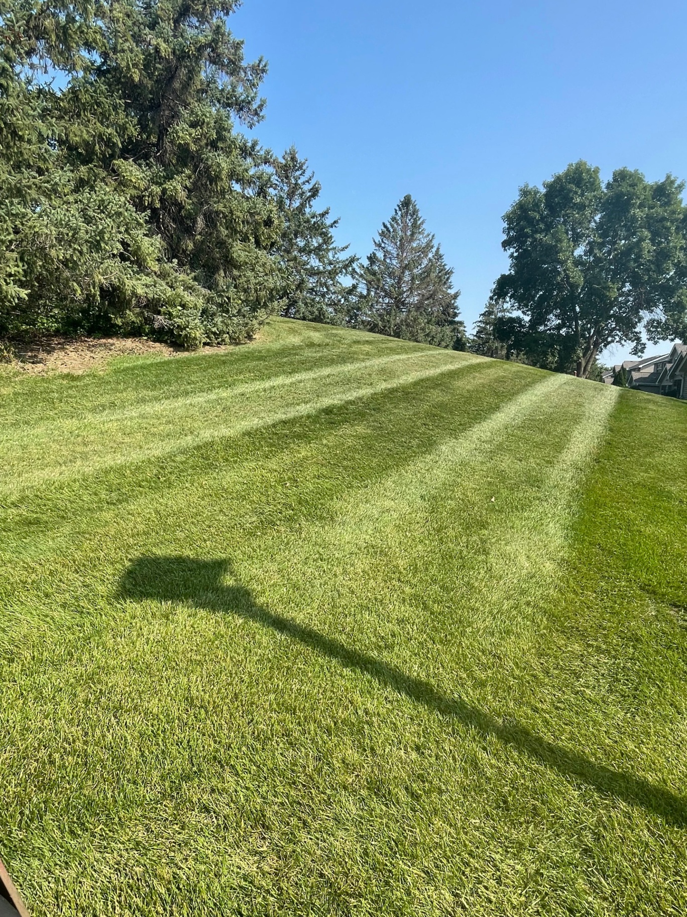 Healthy striped Liberty lawn after fertilization program
