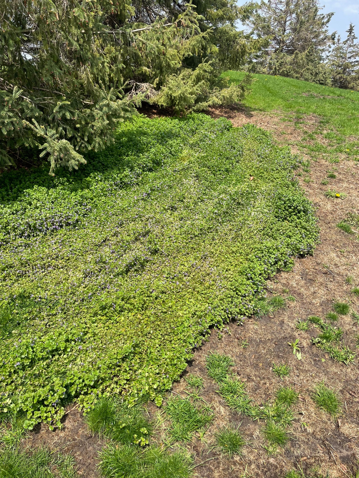 Same lawn before treatment, overrun with creeping charlie weeds