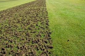 The Power of Core Aeration and Overseeding