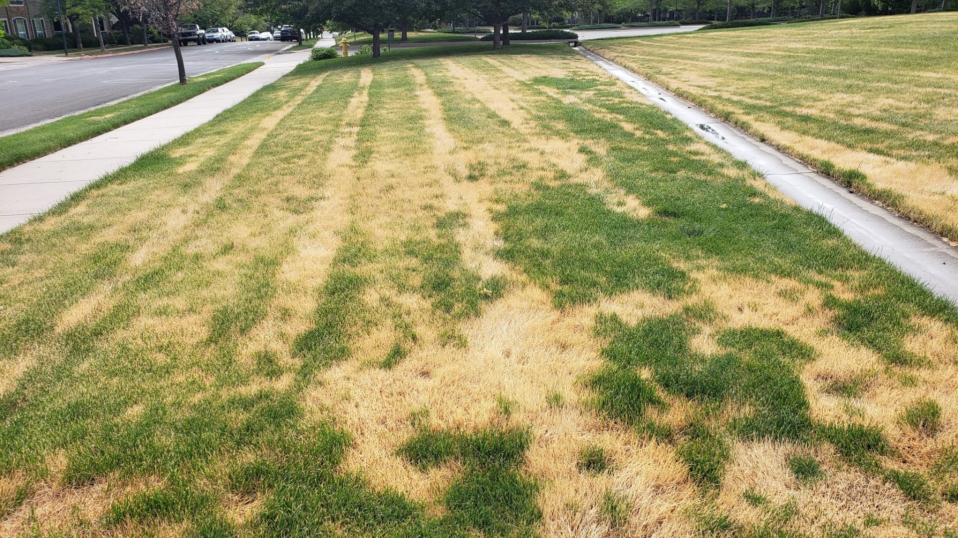 Ascochyta Leaf Blight