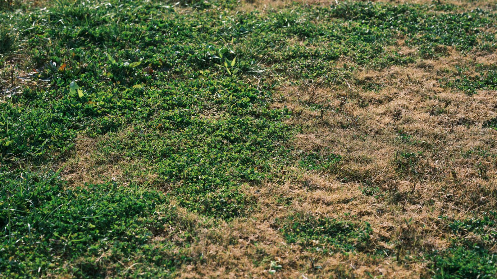 Why Is My Lawn Turning Brown in Summer? Drought, Dormancy or Disease